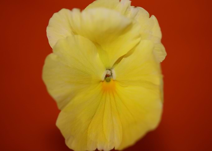 Yellow viola flower macro