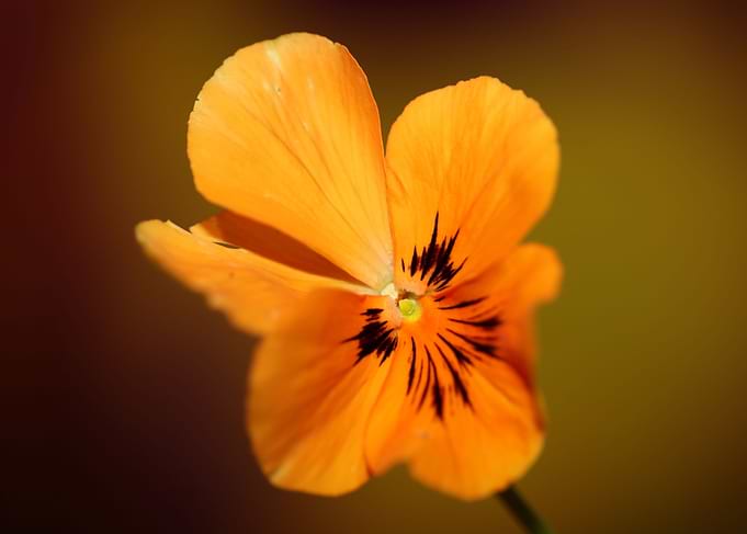 Orange viola flower macro