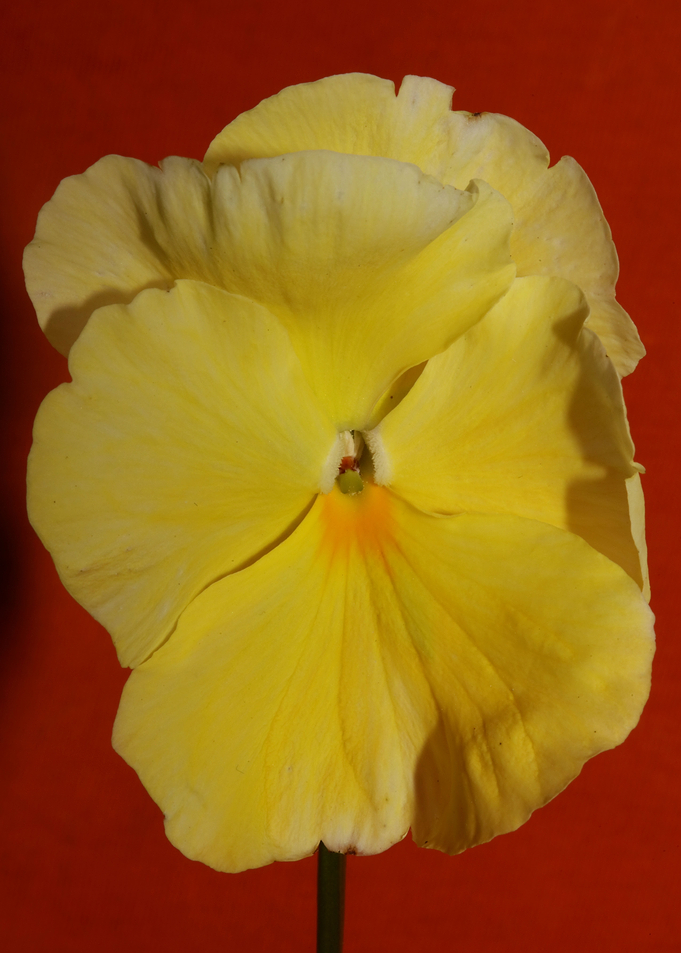 Yellow viola flower macro