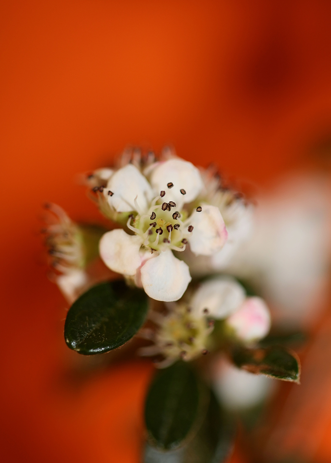 Cotoneaster flower blossom