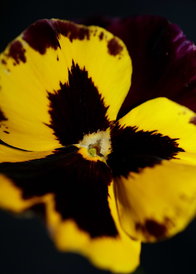 Colorful viola flowering