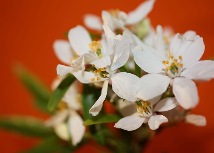 White choisya flower macro