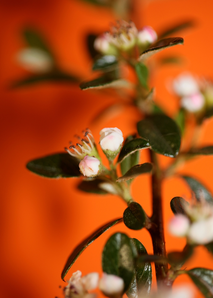 White cotoneaster flower