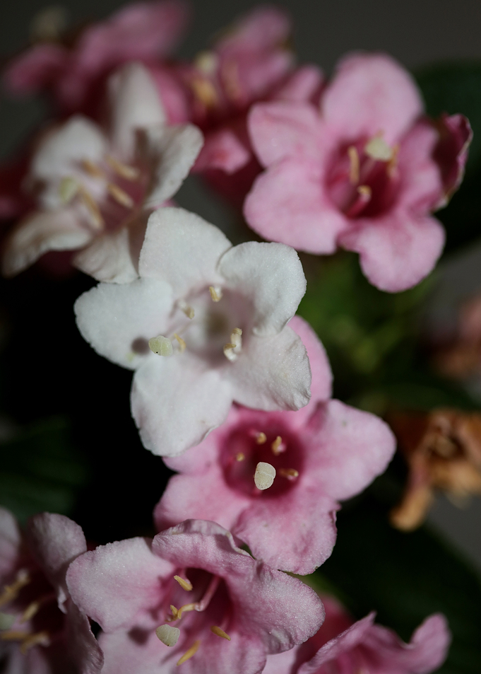 Weigela florida flowering