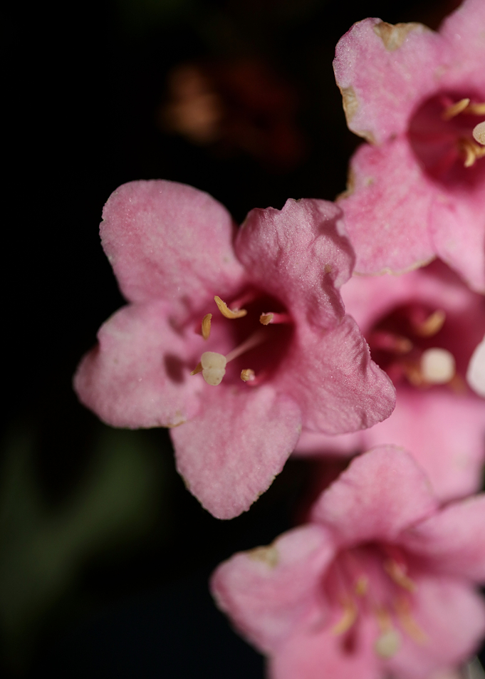Weigela florida flowering
