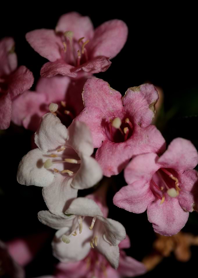 Weigela florida flowering