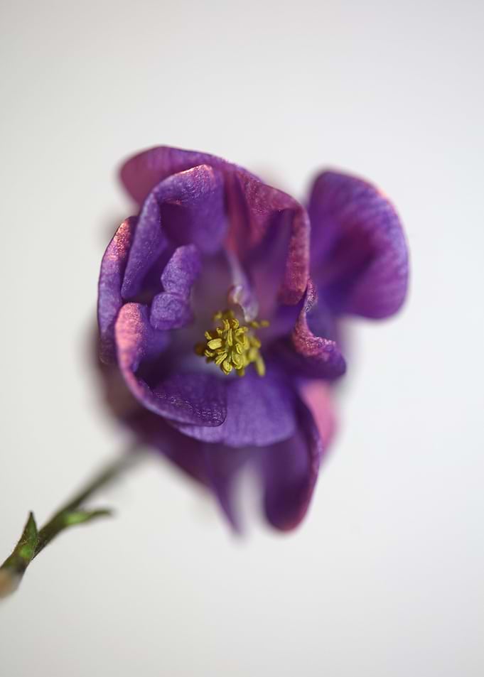 Aquilegia flower close up