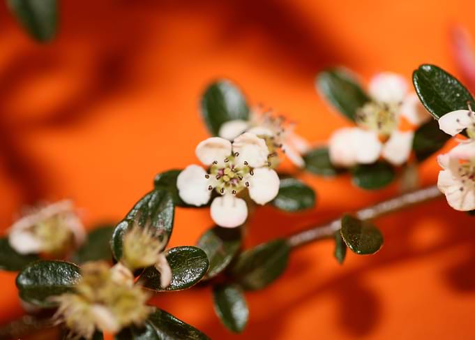 White cotoneaster flower