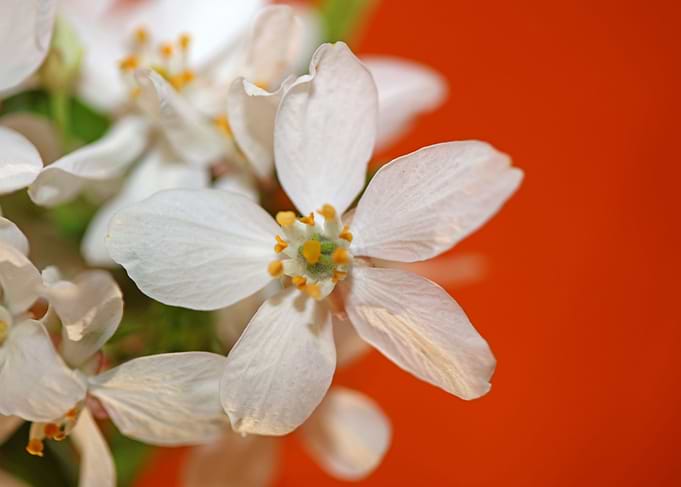 Choisya flower blossoming