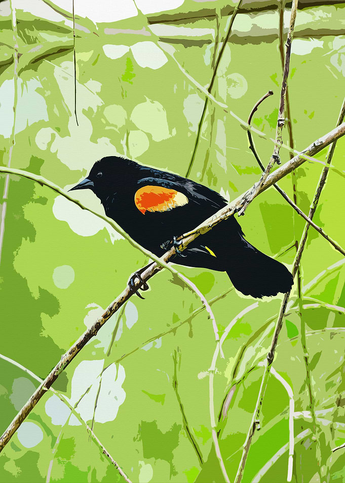 Red Winged Blackbird