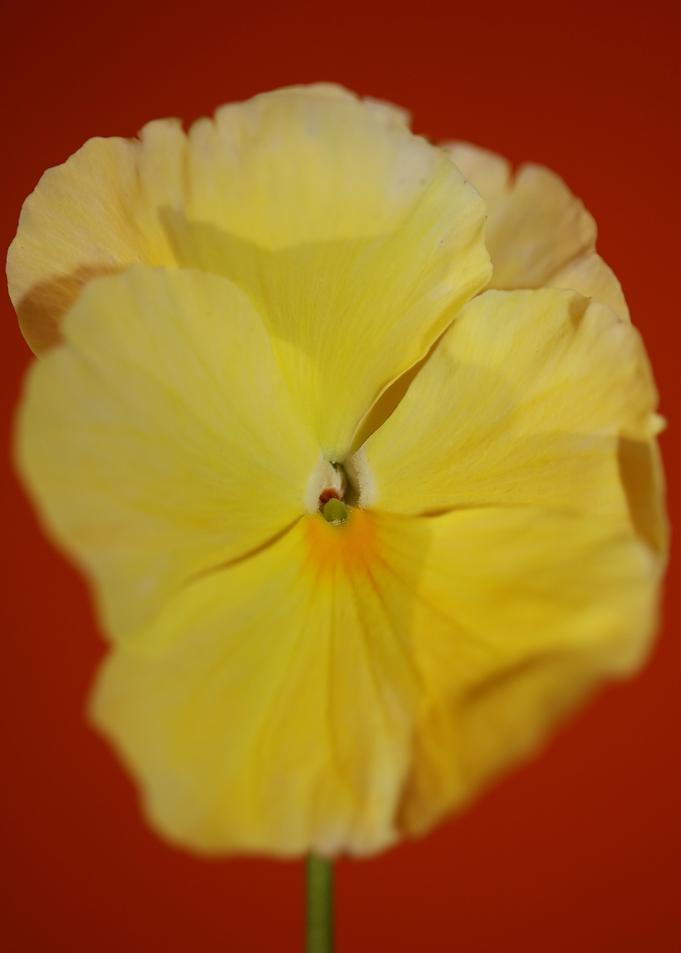 Yellow viola flower macro