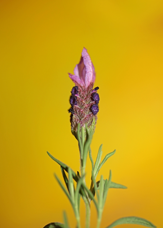 Lavandula flower blossoms
