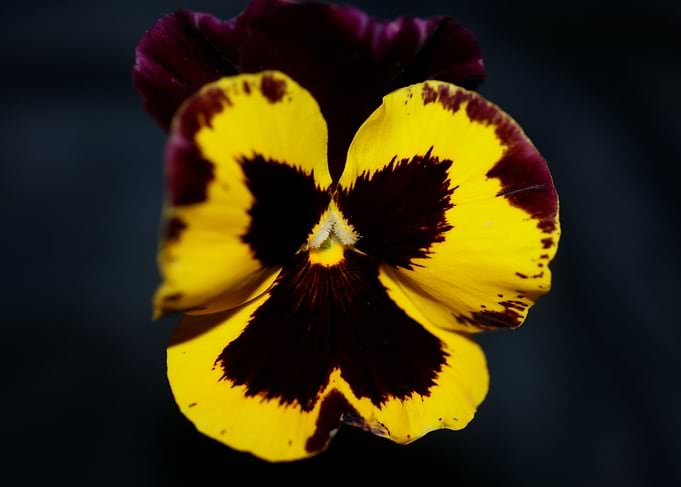 Colorful viola flowering