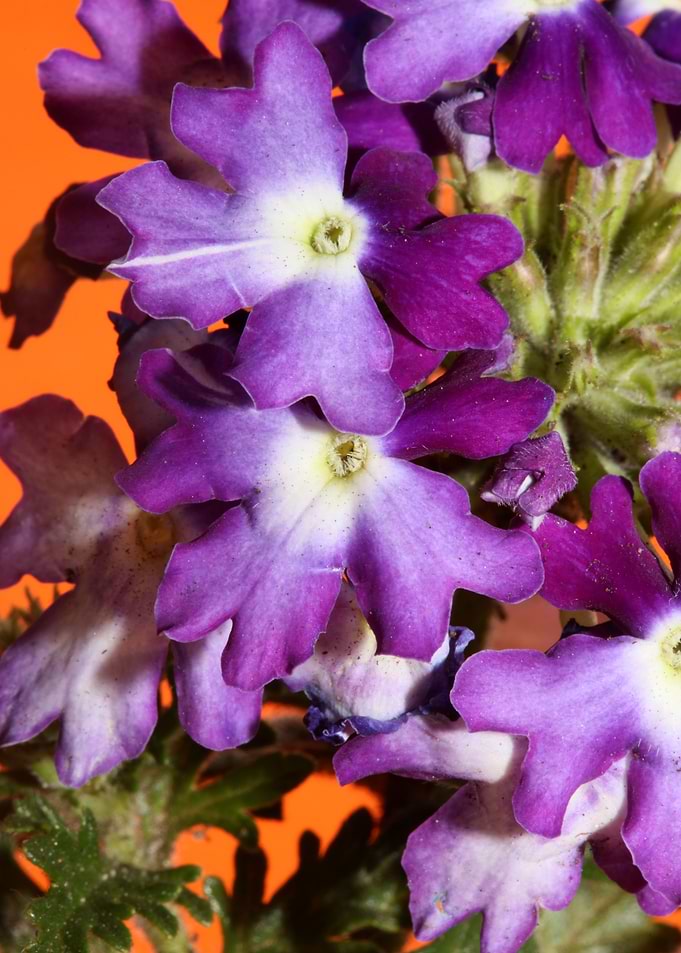 Verbena flower blossoming