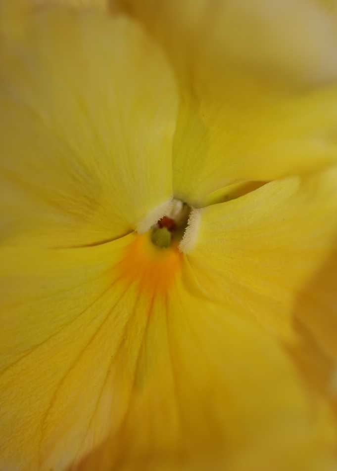 Yellow viola flower macro