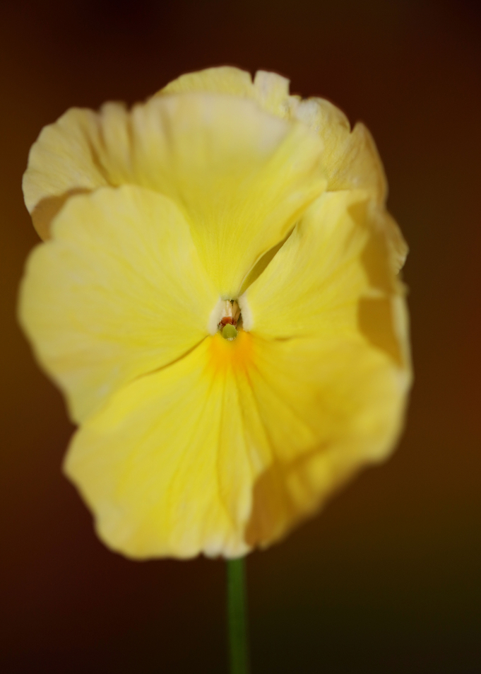 Yellow viola flower macro