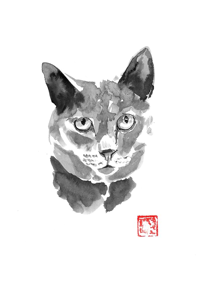 soft cat