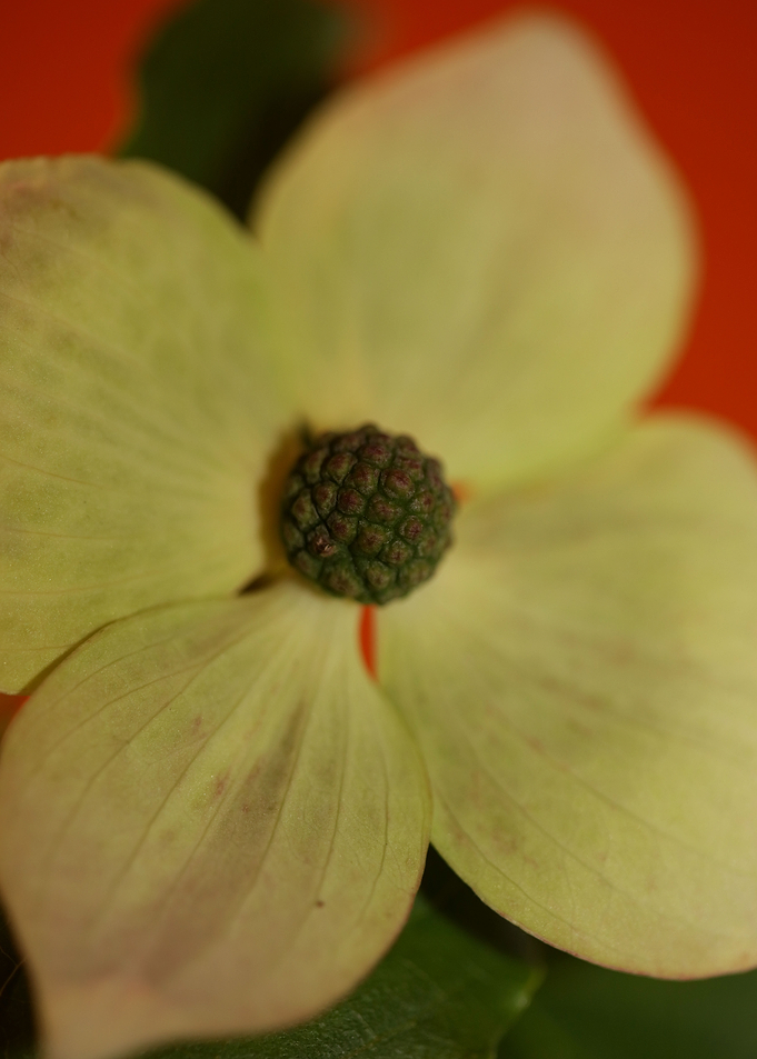 Cornus flowering close up