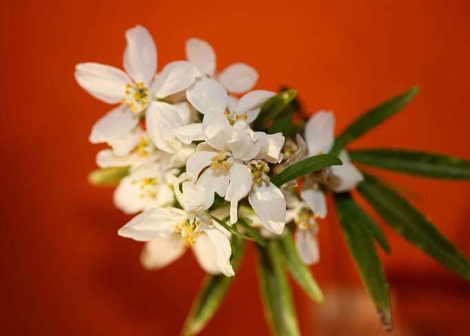 Choisya flower blossoming