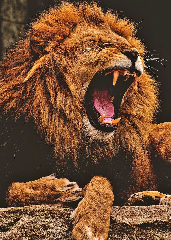 Lion