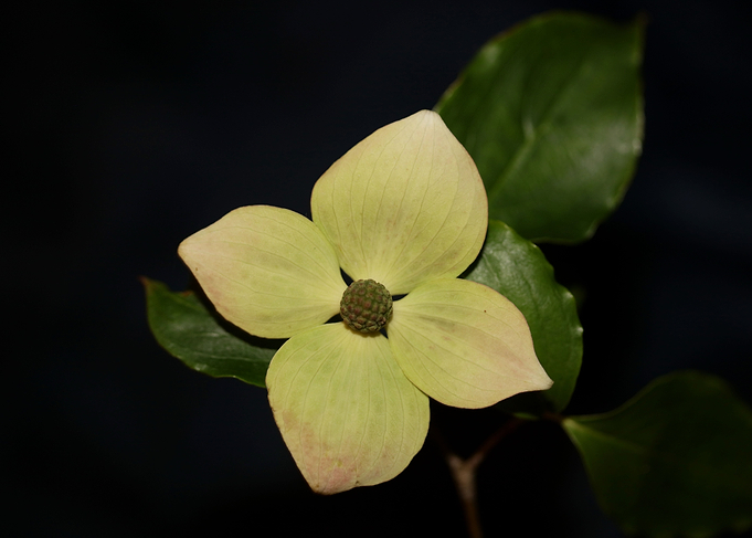 Cornus flower blossoming