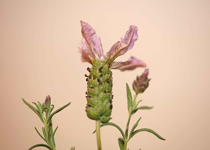 Lavandula flower blossoms