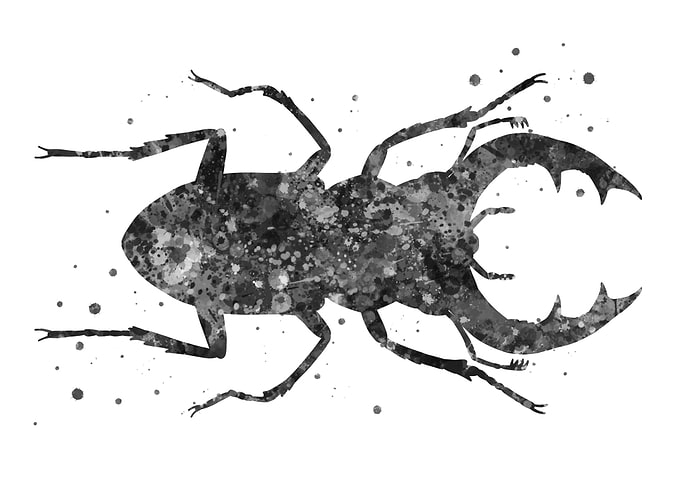 Stag beetles