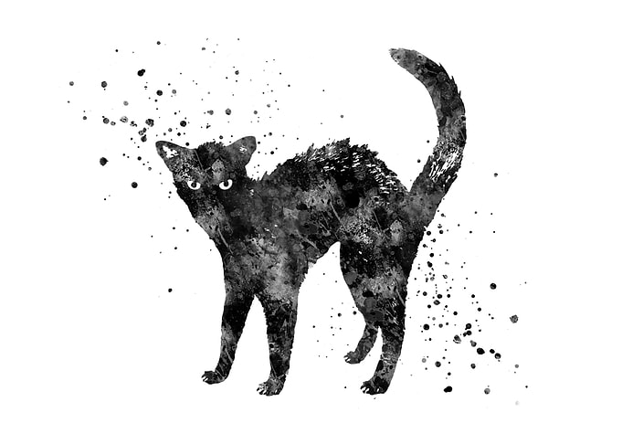Bristly black cat