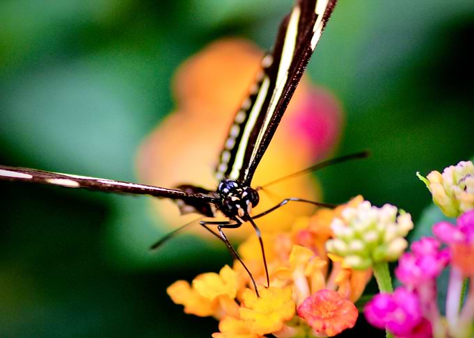 Zebra butterfly closeup