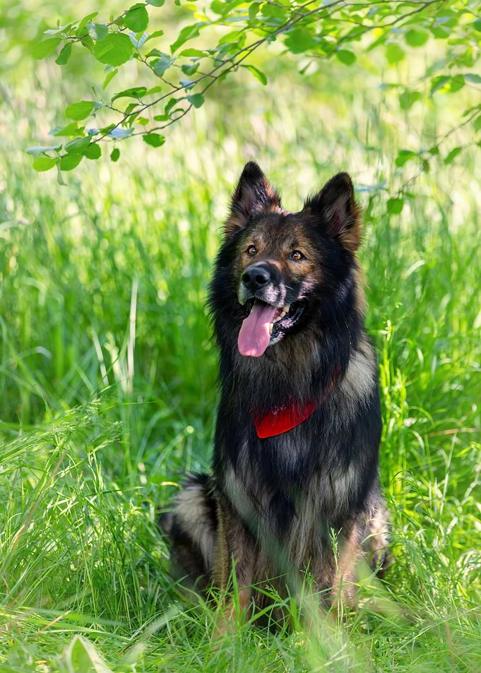 Dog, German Shepherd, pet