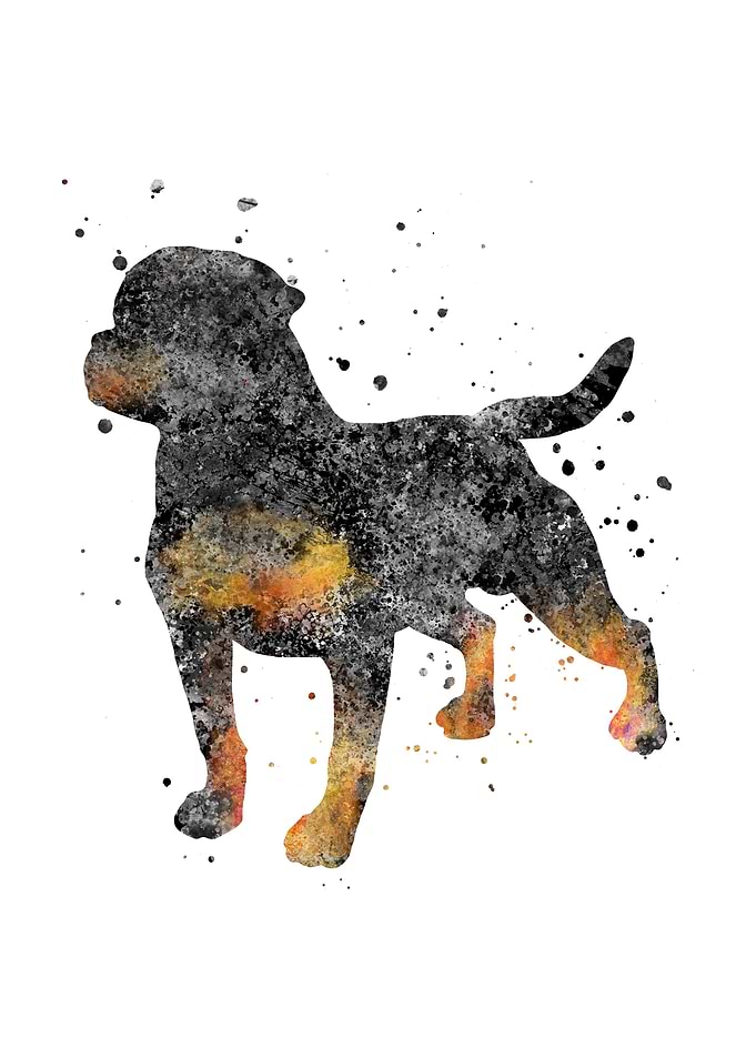 Rottweiler