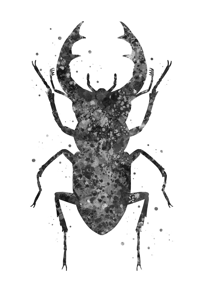 Stag beetle