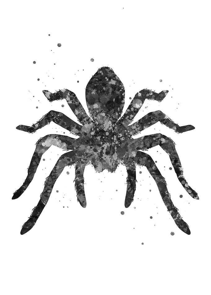 Spider tarantula