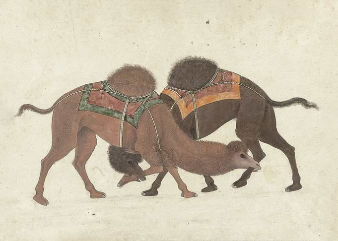Fighting camels