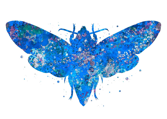 Moth animal blue