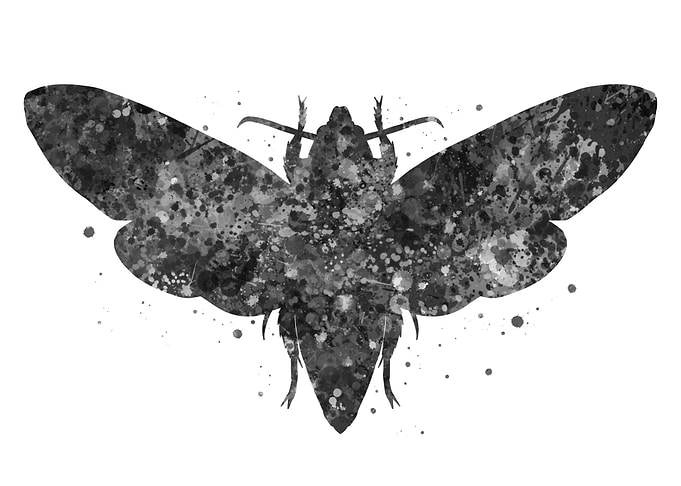 Moth animal