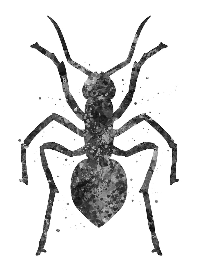 Ant insect