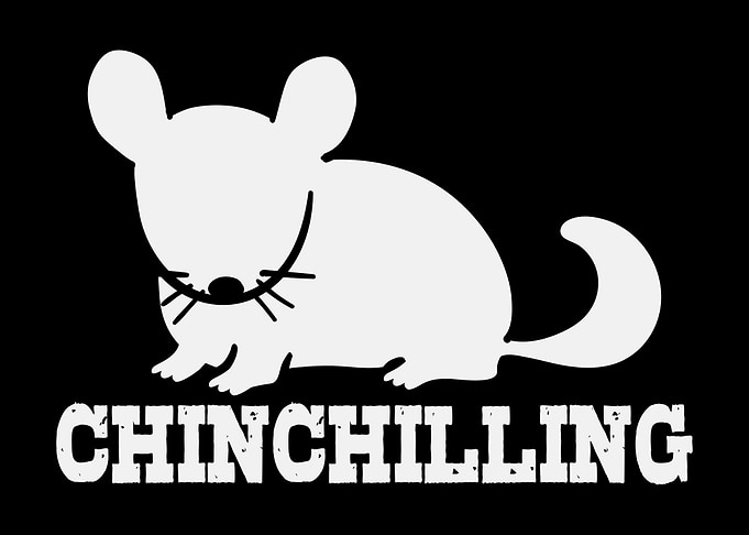 Chinchilling Rodent