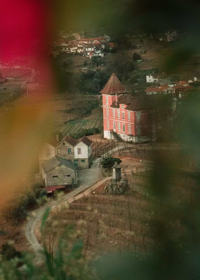 Roses in Barqueiros