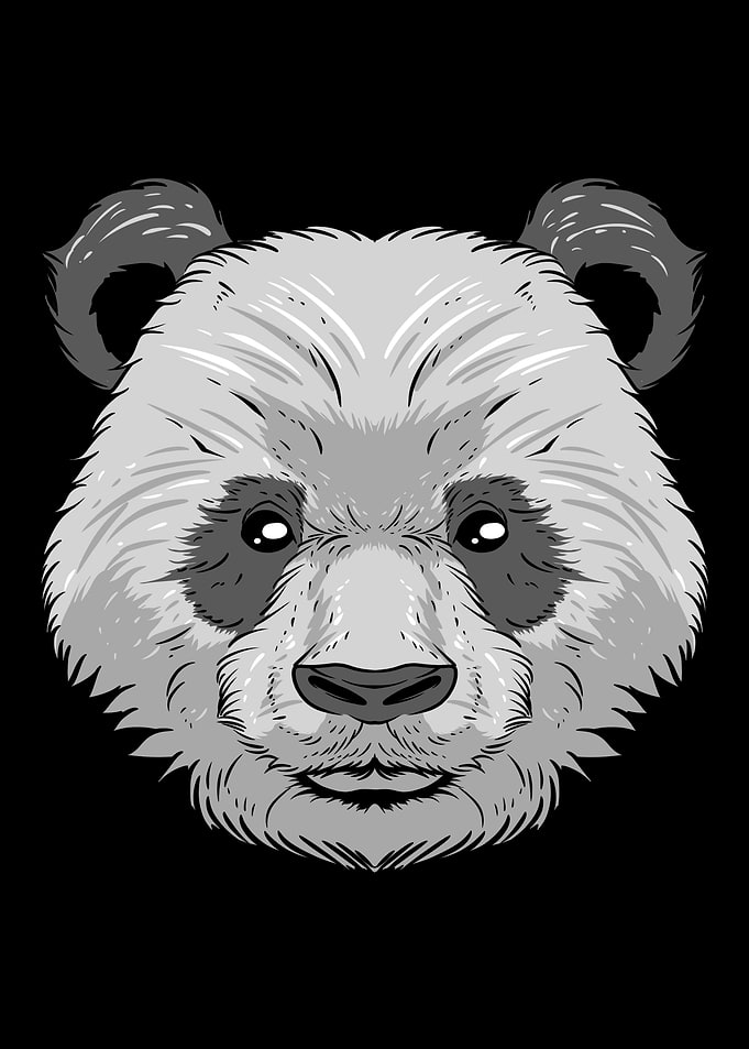 Panda Bear
