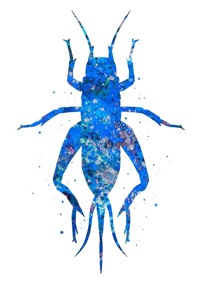 Grasshopper animal blue