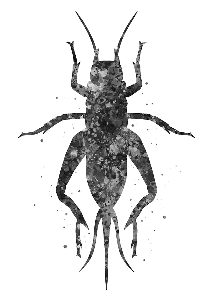 Grasshopper insect