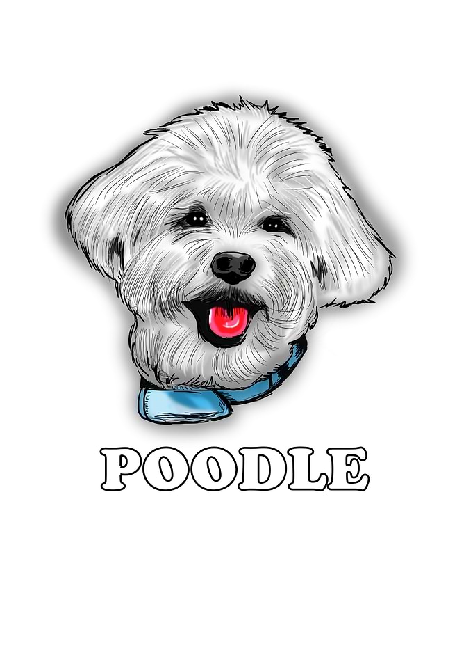 Poodle