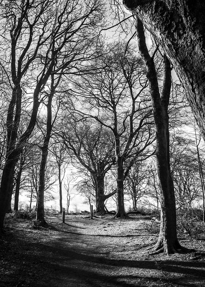 Out in the Woods