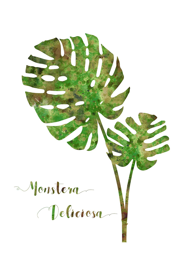 Monstera deliciosa