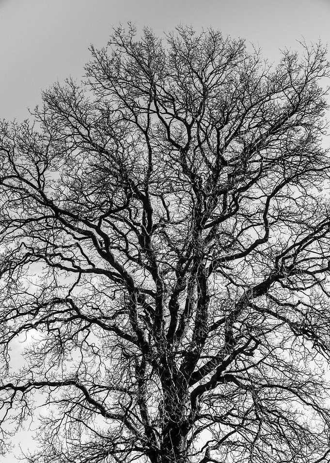 The Mighty Oak