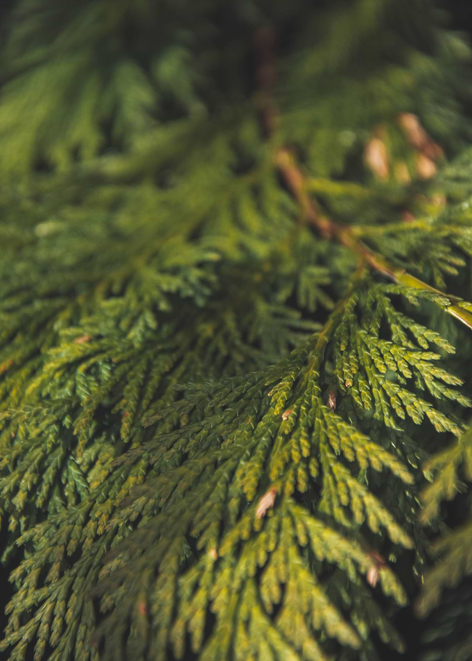 Cedar