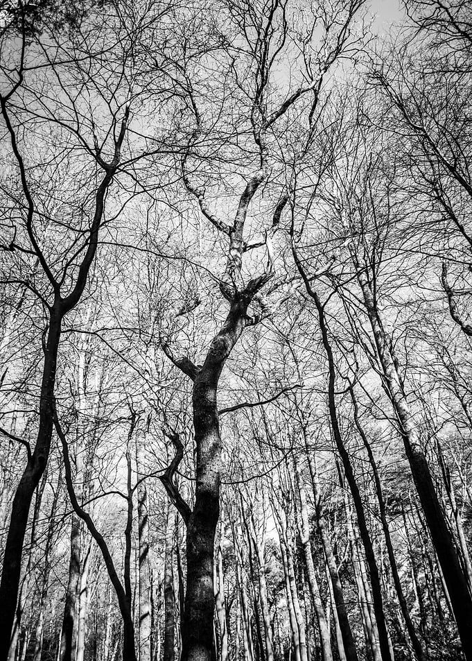 Mangle of Branches