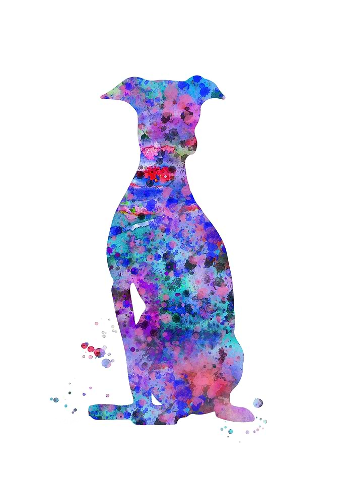 Greyhound