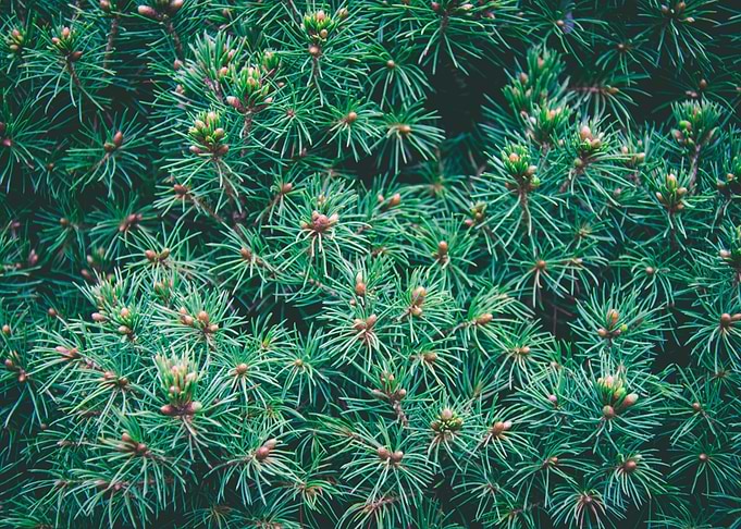 Pine Tree Needles